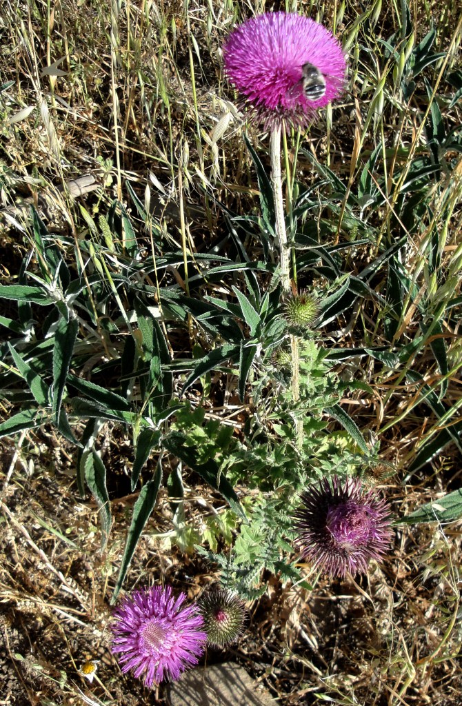 Image of genus Carduus specimen.