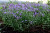 Aubrieta deltoidea