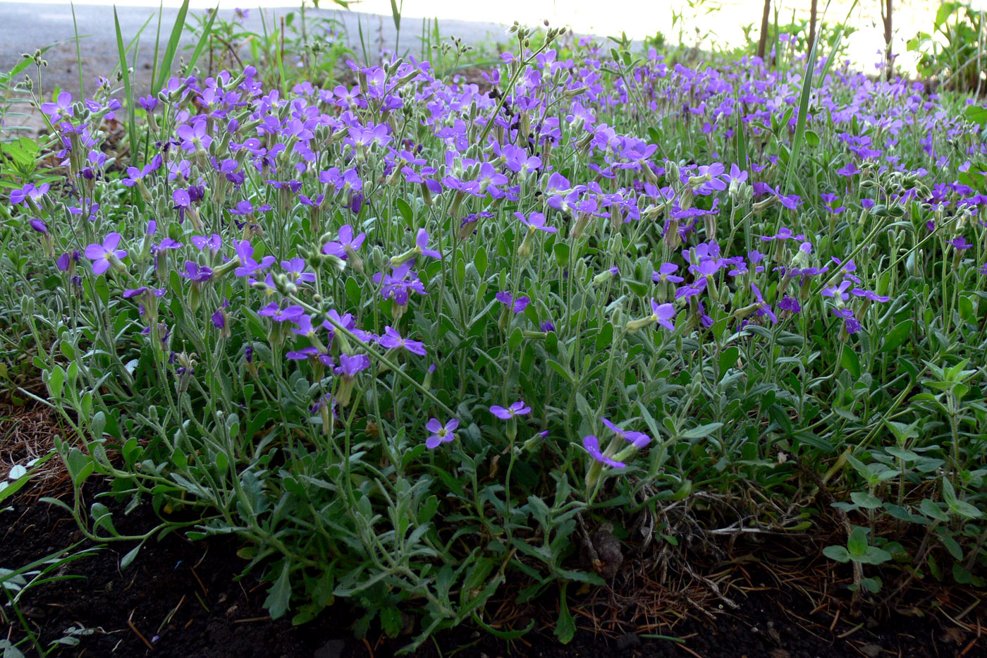 Изображение особи Aubrieta deltoidea.