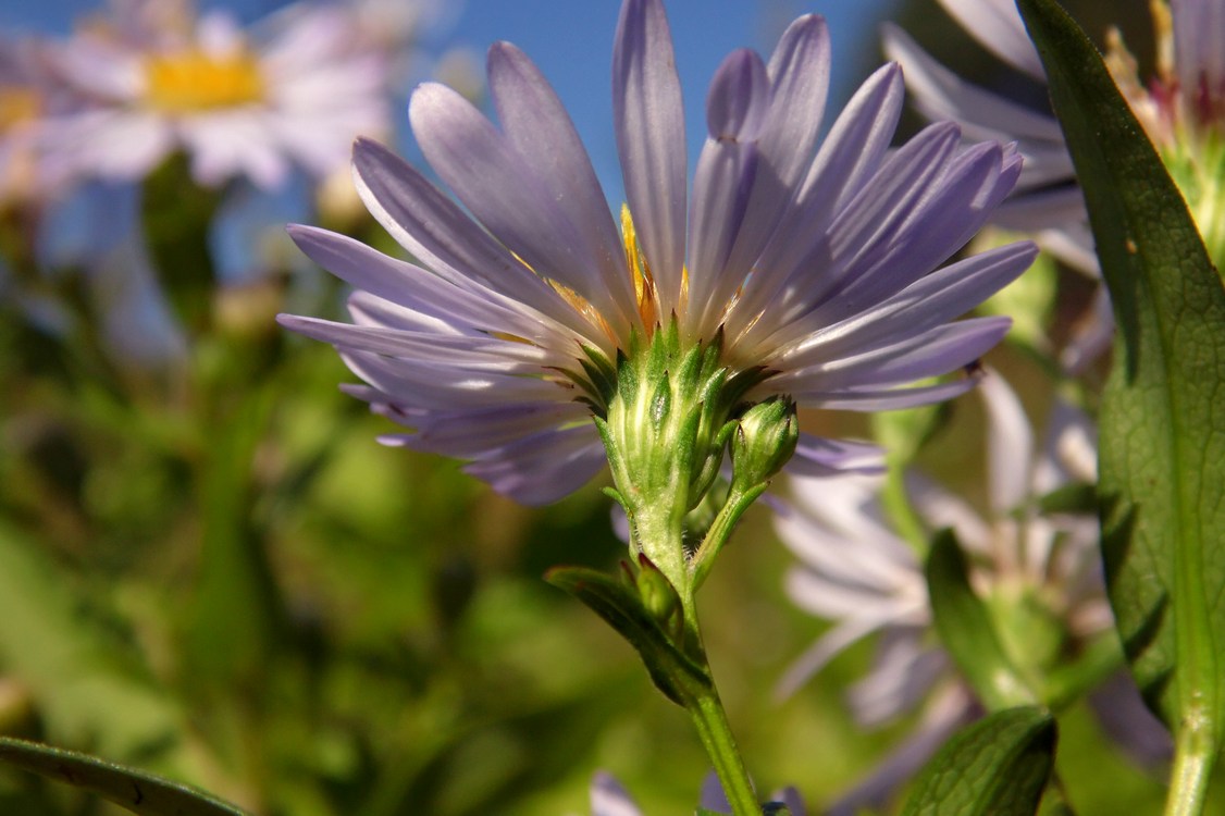 Image of Symphyotrichum &times; salignum specimen.