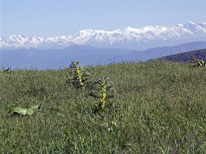 Image of Astragalus sieversianus specimen.