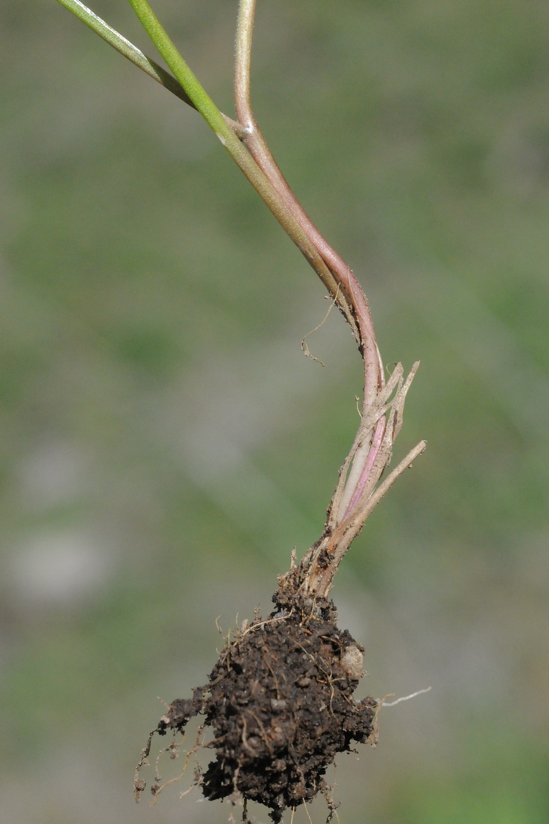 Image of Gagea stipitata specimen.