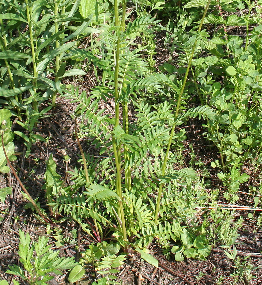 Image of Polemonium caeruleum specimen.