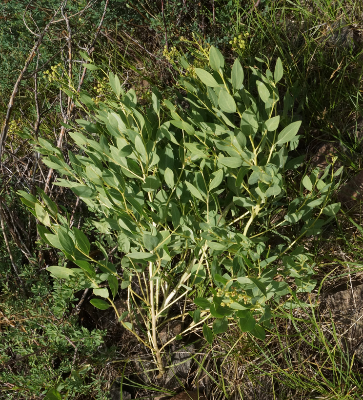 Изображение особи Haplophyllum latifolium.