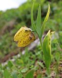 Fritillaria ophioglossifolia