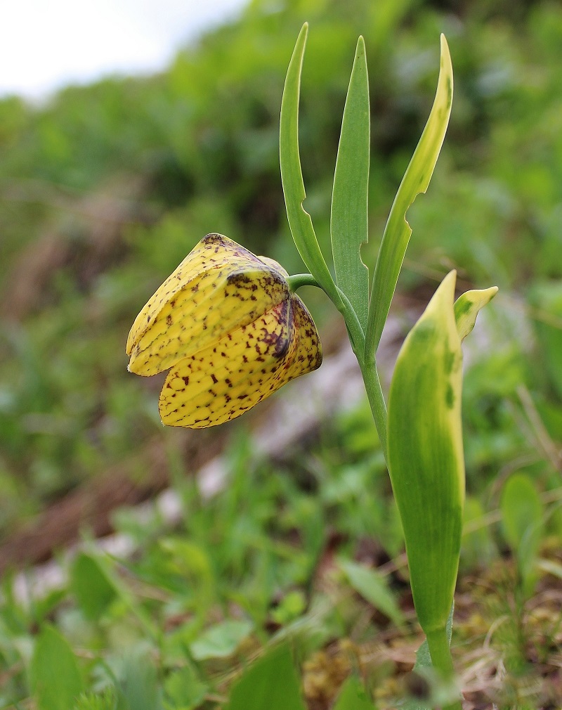 Image of Fritillaria ophioglossifolia specimen.