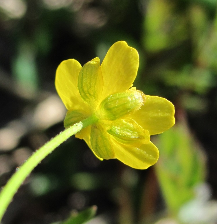 Изображение особи Ranunculus monophyllus.