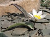 Tulipa regelii
