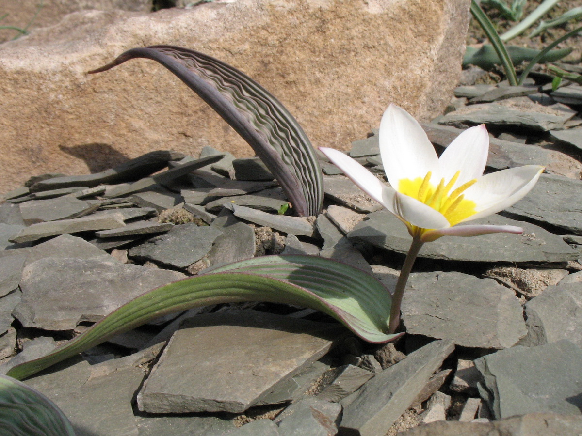 Image of Tulipa regelii specimen.