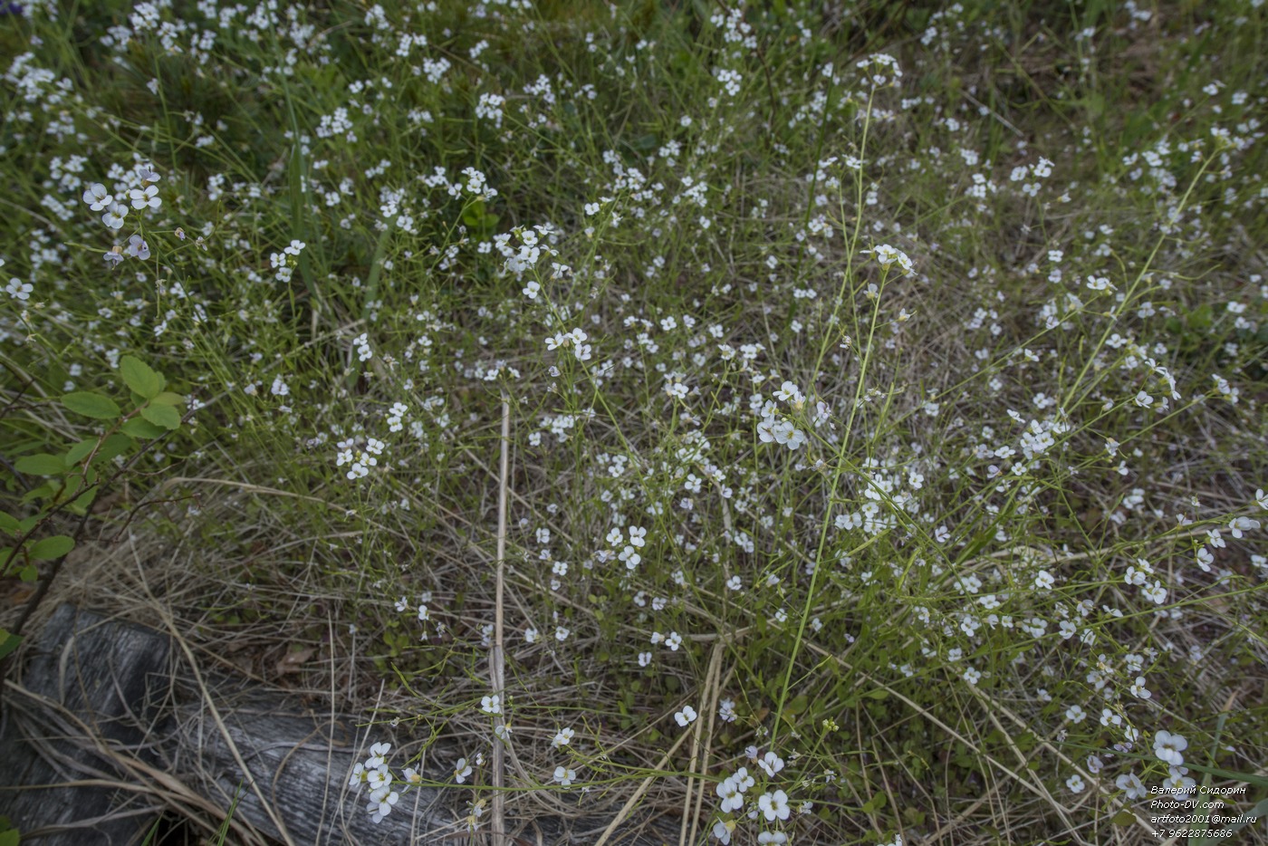 Изображение особи Arabidopsis petraea.