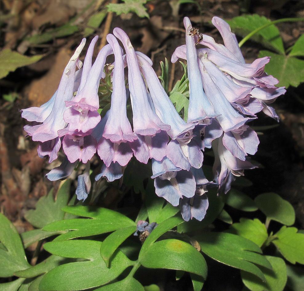 Изображение особи Corydalis turtschaninovii.