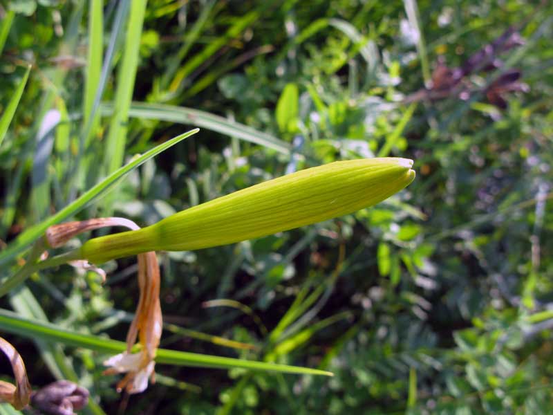 Изображение особи Hemerocallis lilio-asphodelus.