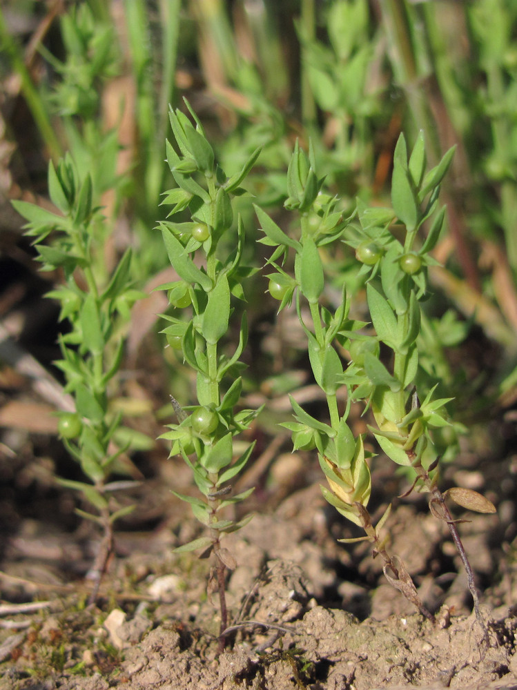 Изображение особи Asterolinon linum-stellatum.