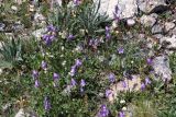 Campanula collina. Цветущее растение. Кабардино-Балкария, Черекский р-н, верховья Черека Балкарского, правый борт долины, занятой ледником Агаштан в р-не вершины Левхановцек (2854), альпийская растительность. 27.07.2013.