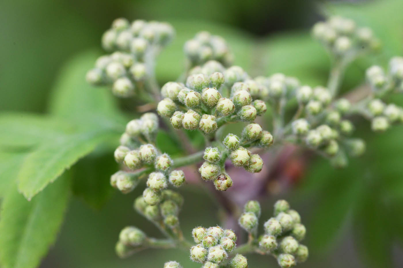 Изображение особи Sorbus aucuparia.