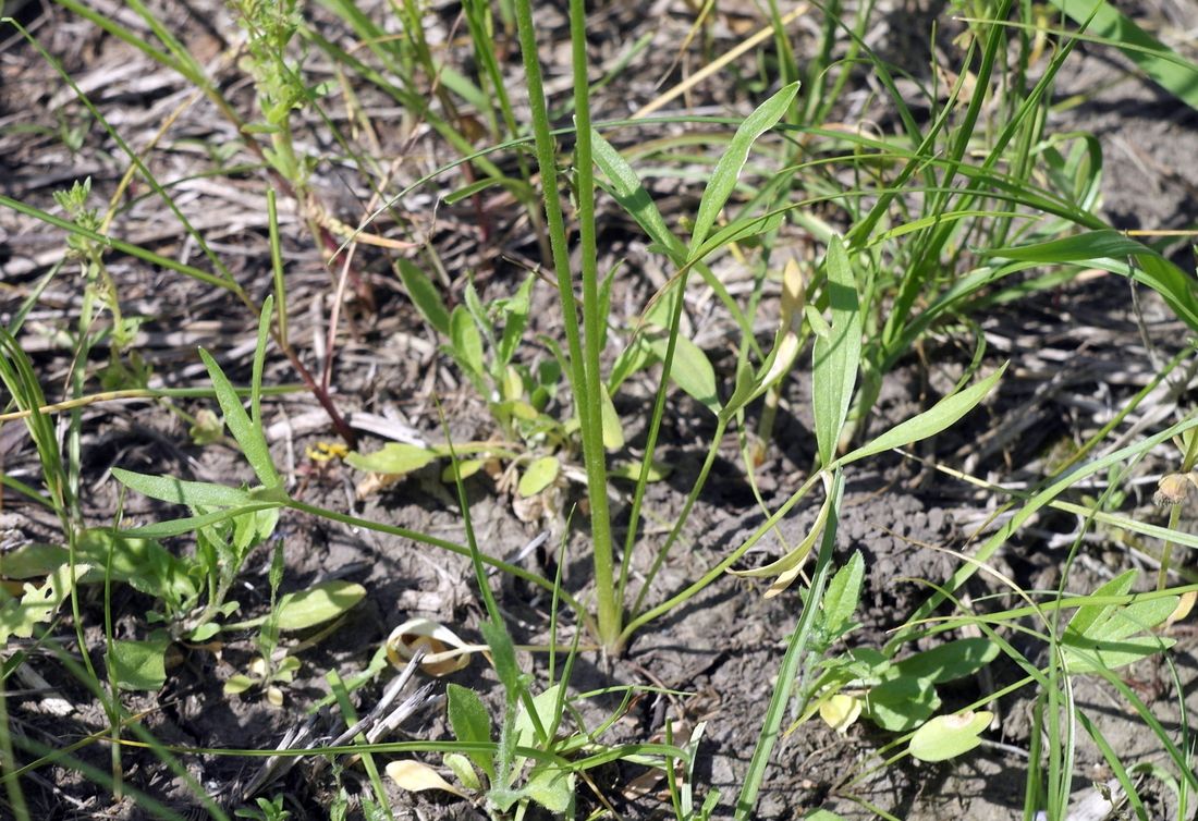 Изображение особи Ranunculus pedatus.