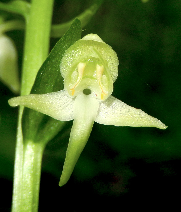Изображение особи Platanthera chlorantha.