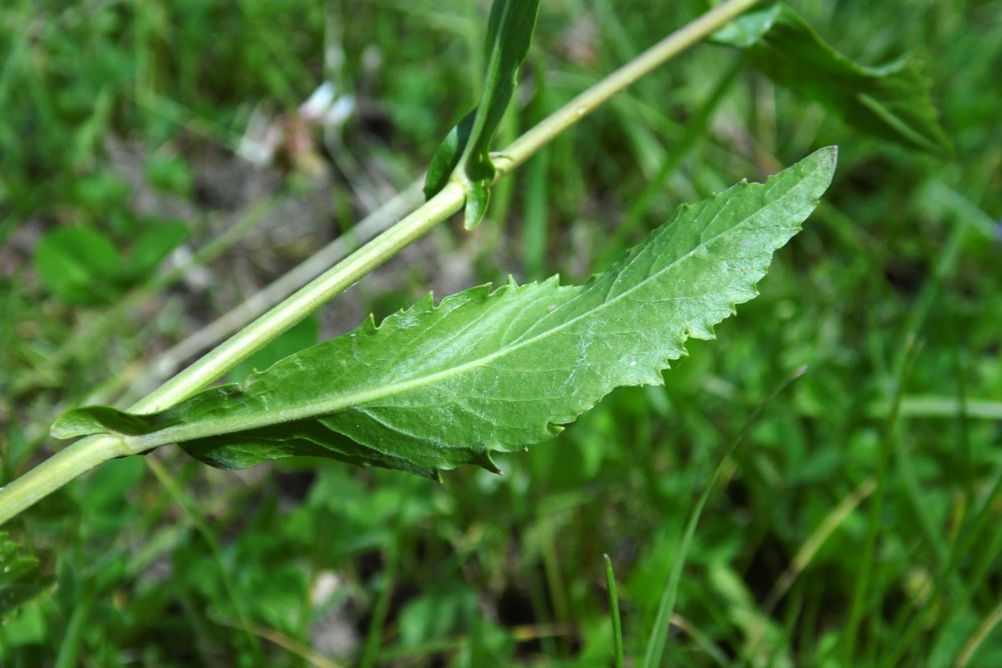 Image of Rorippa austriaca specimen.