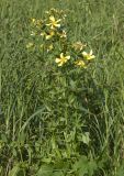 Hypericum ascyron
