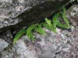 Woodsia glabella. Растения в расщелине скалы. Приморский край, Партизанский р-н, хр. Лозовый, известняковые скалы. 02.06.2016.