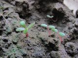Portulaca oleracea
