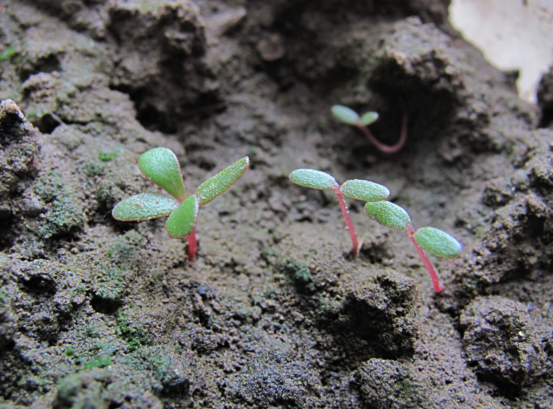 Изображение особи Portulaca oleracea.