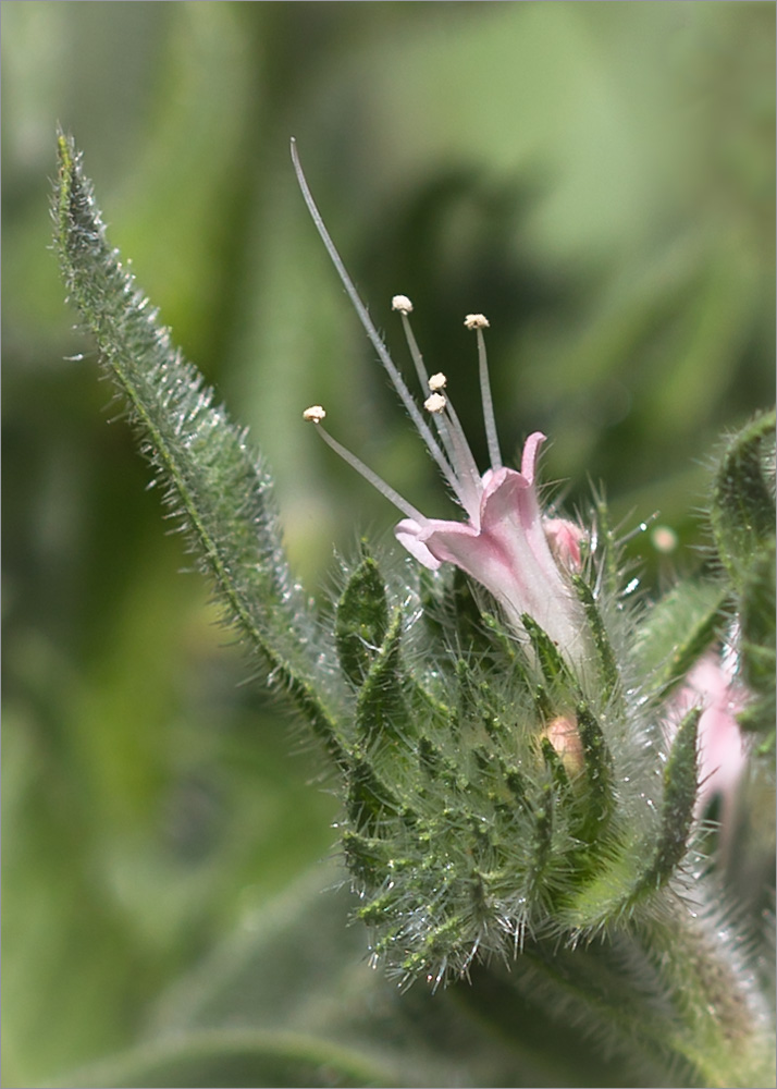 Image of Echium biebersteinii specimen.