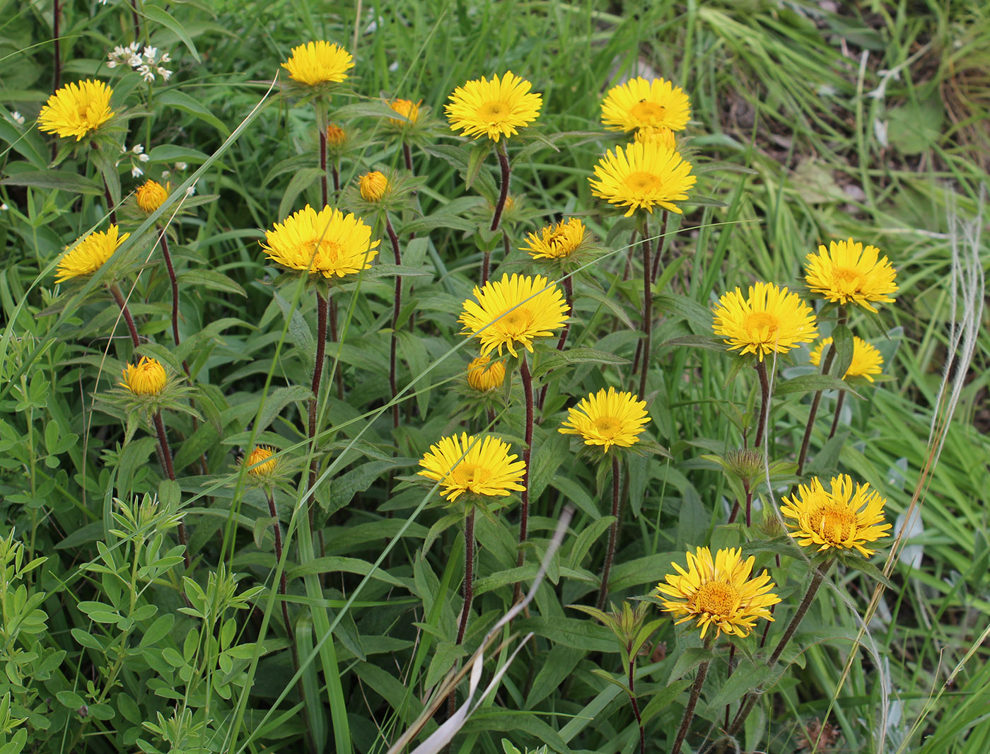 Image of Inula hirta specimen.