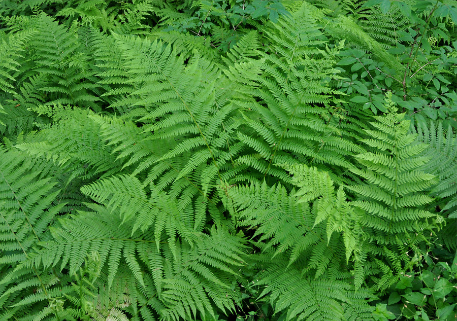 Image of Athyrium filix-femina specimen.