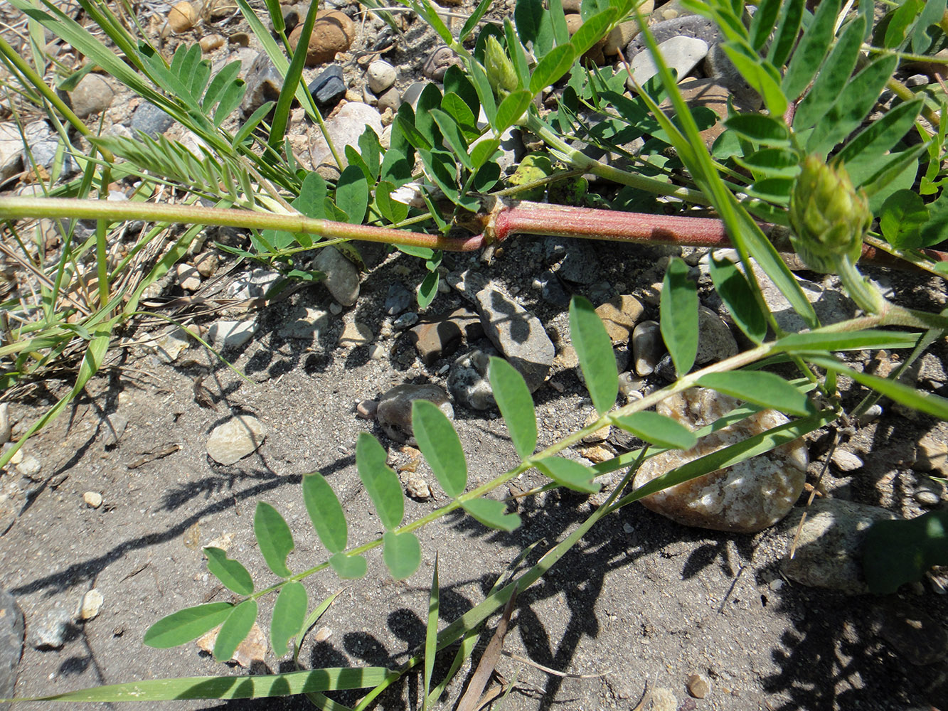 Изображение особи Astragalus uliginosus.