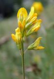 Medicago falcata