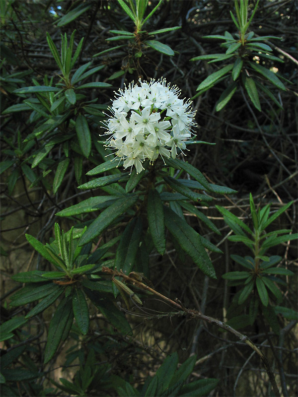 Изображение особи Ledum hypoleucum.