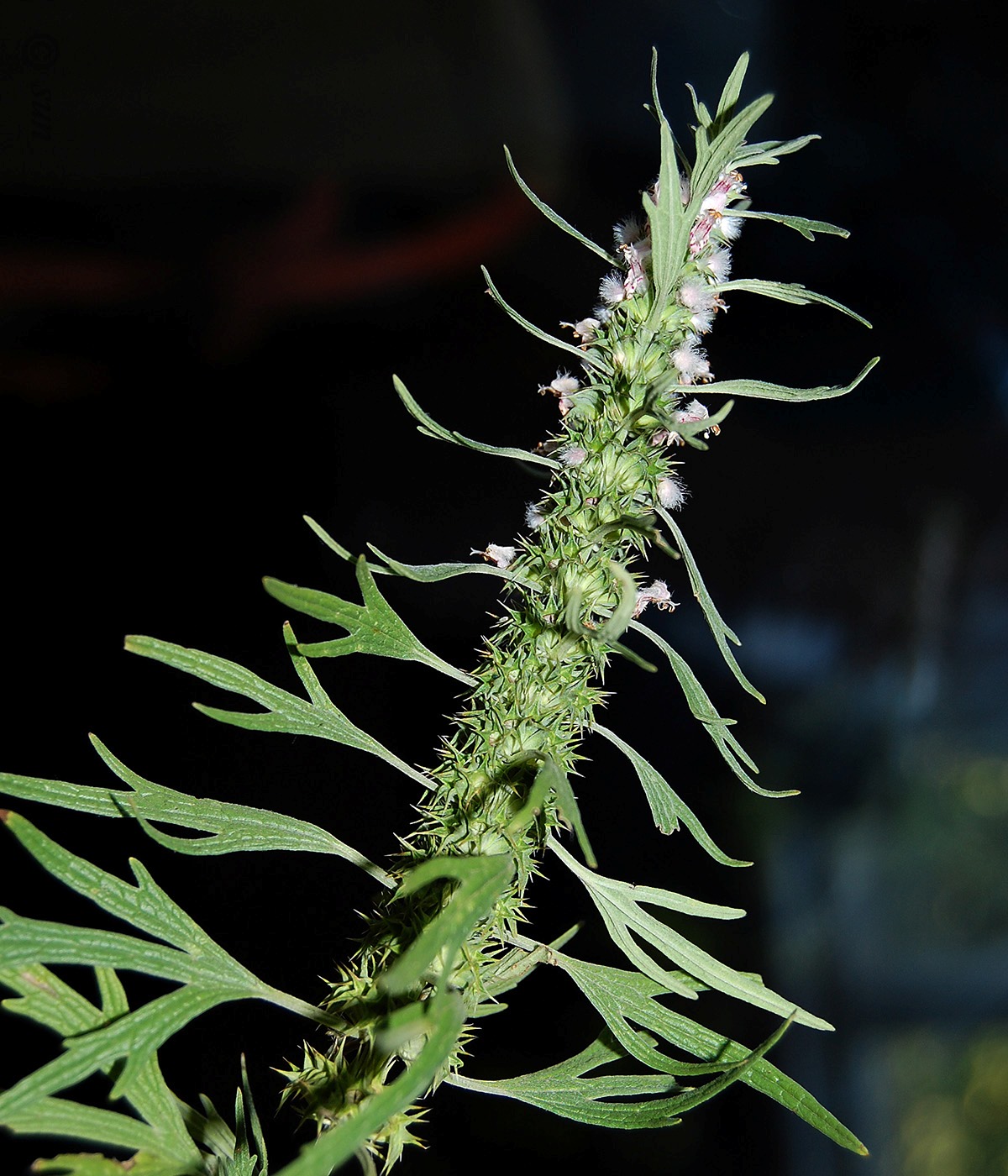 Image of Leonurus glaucescens specimen.