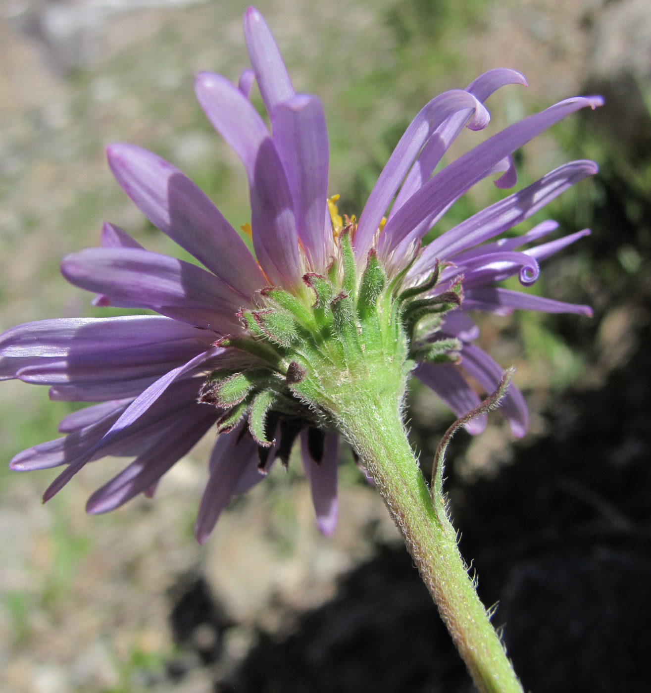 Изображение особи Aster alpinus.