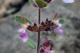 Teucrium chamaedrys. Часть соцветия. Республика Адыгея, Майкопский р-н, ок. 3 км к северу от пос. Гузерипль, юго-восточный склон горы Казачья, выс. ок. 1200 м н.у.м., в расщелине скалы. 23.07.2016.