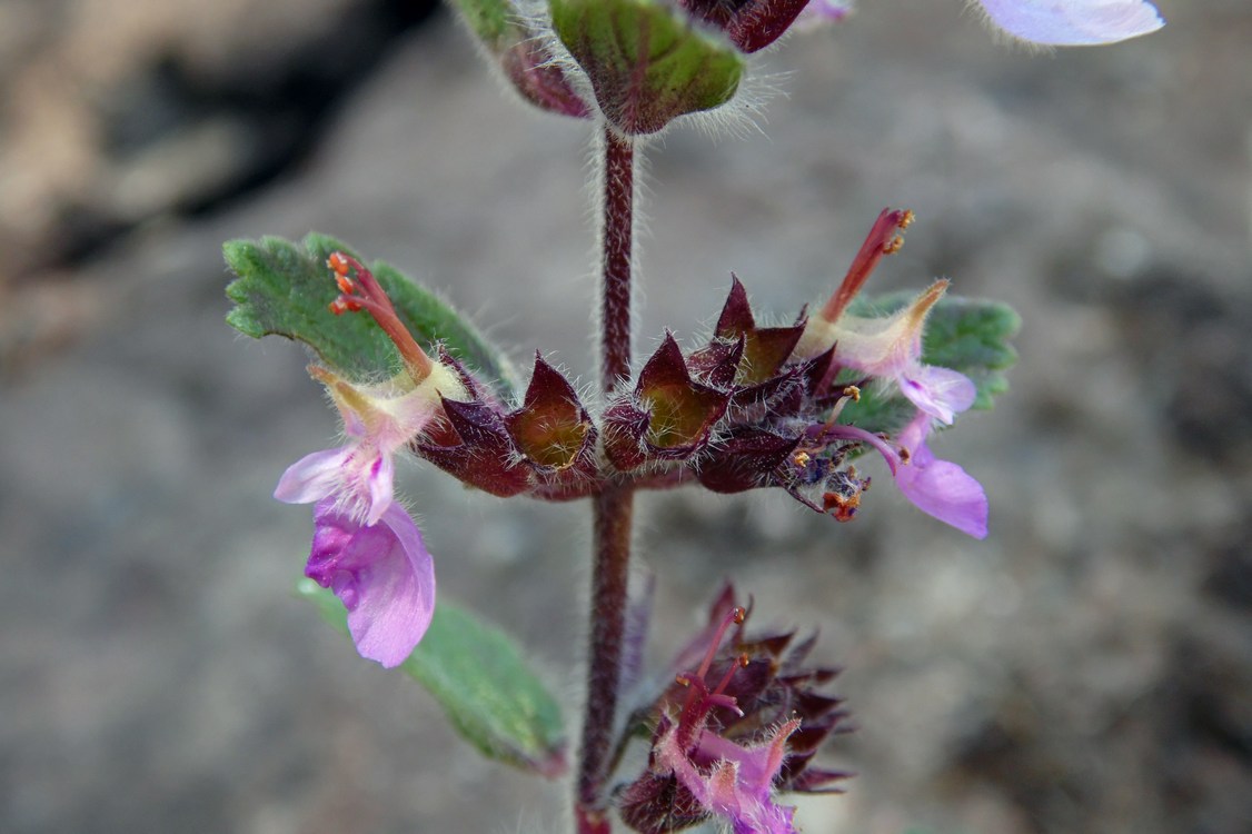 Image of Teucrium chamaedrys specimen.