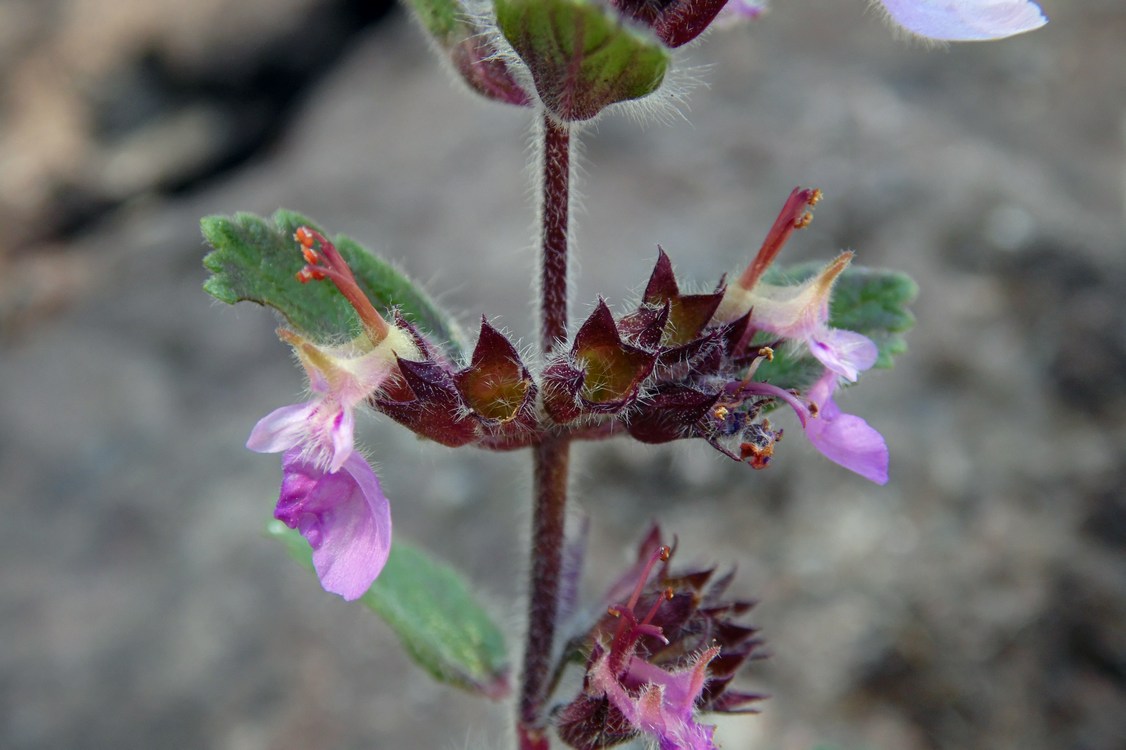 Изображение особи Teucrium chamaedrys.