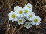 Trollius lilacinus