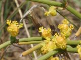 Ephedra dahurica