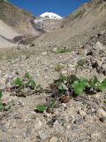 Tussilago farfara