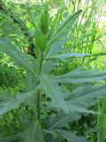 Cirsium setosum