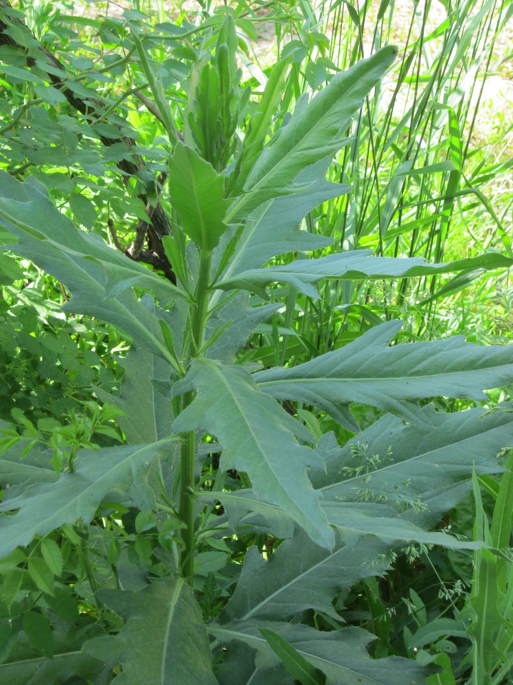 Image of Cirsium setosum specimen.