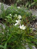 Clematis hexapetala