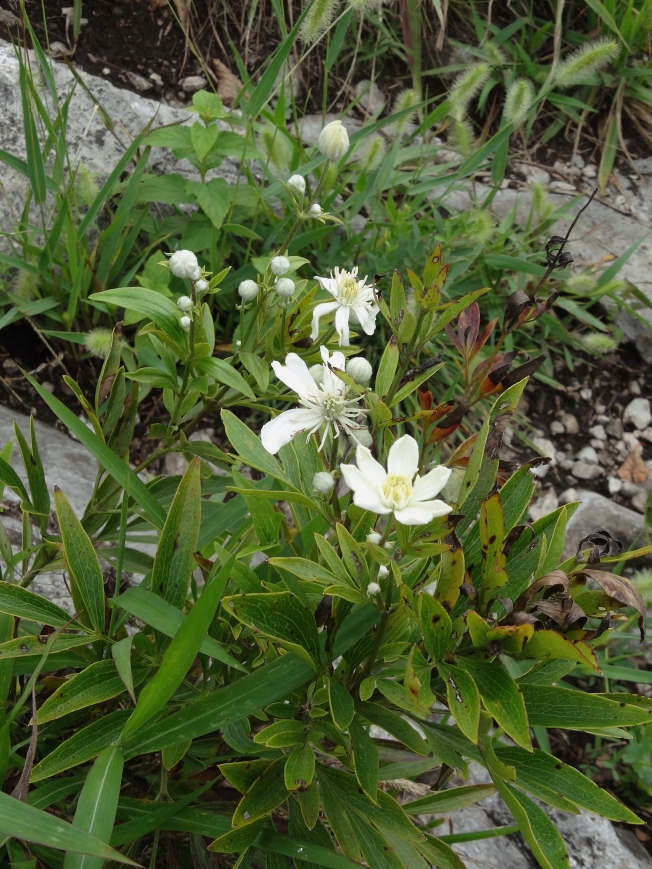 Image of Clematis hexapetala specimen.