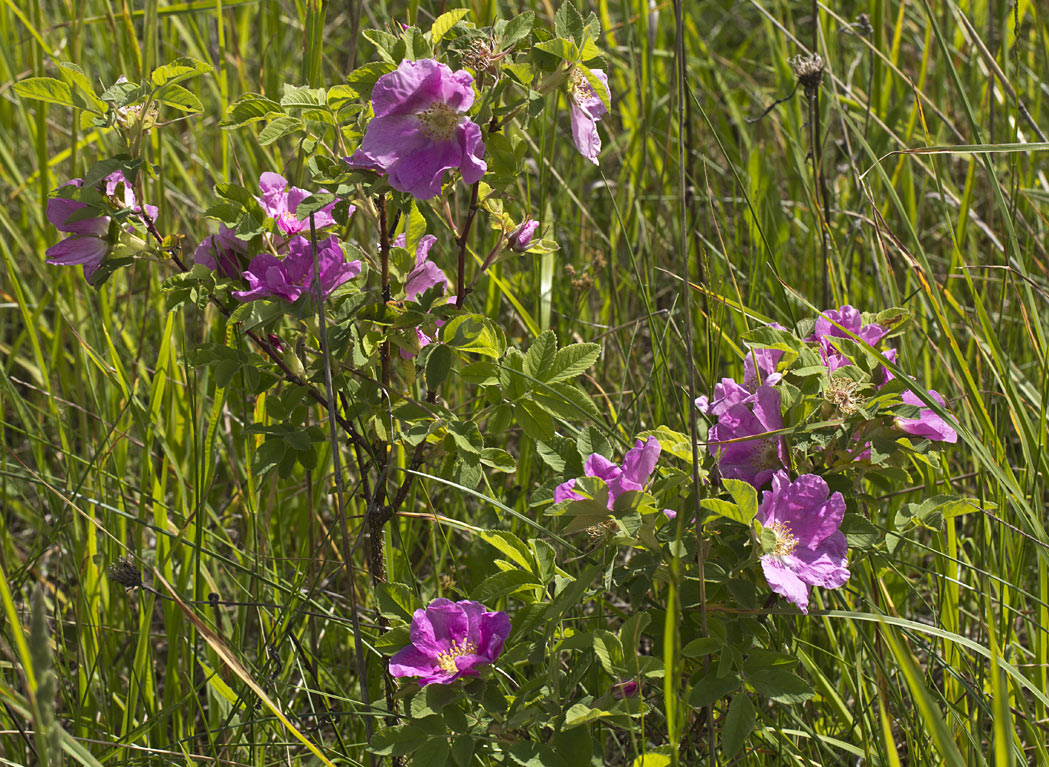 Image of Rosa cinnamomea specimen.