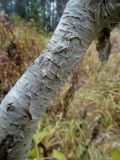 Betula lanata. Часть ствола дерева. Приморье, Шкотовский р-н, окр. с. Анисимовка, хребет Ливадийский, гора Литовка, 1279 м н.у.м., хвойно-лиственный лес. 24.09.2016.