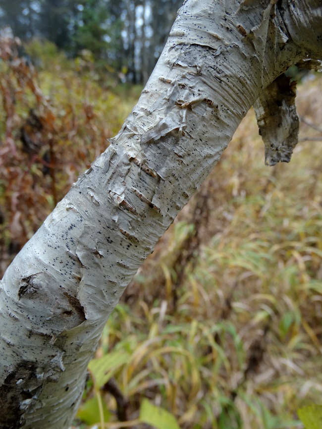 Изображение особи Betula lanata.