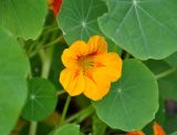 Tropaeolum majus