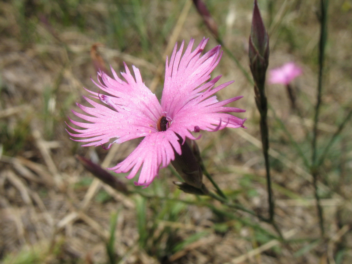 Image of Dianthus karataviensis specimen.