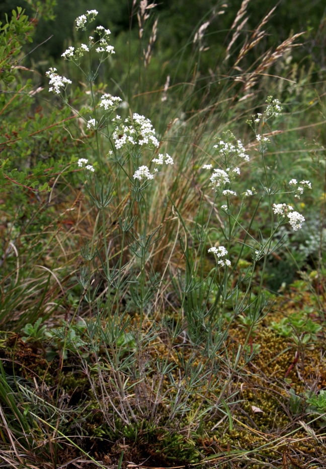 Изображение особи Galium hexanarium.